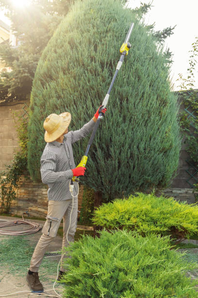 Leaf Removal in Humboldt Hill, CA