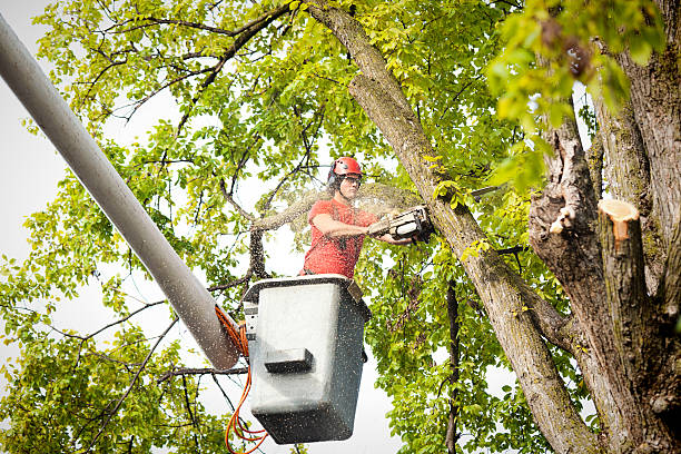 How Our Tree Care Process Works  in Humboldt Hill, CA